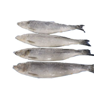 冷冻鲱鱼 WR（Clupea Pallasii）供应商直接工厂价批发销售，可批量订购，有可靠认证 - Product Image 1