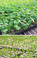 Plateau de semis en plastique à 28/50/72/128 alvéoles de 150 mm de profondeur pour la canne à sucre et les arbres - Offre Spéciale