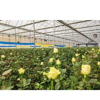 Serre hydroponique commerciale multi-voûtes et mono-voûtes de petite taille avec système de refroidissement automatique pour l'agriculture et le jardinage