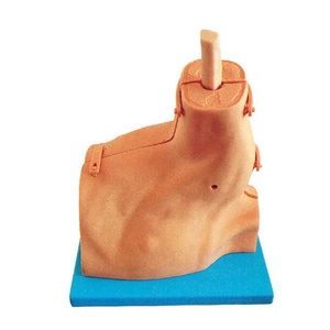 Mô Hình Nội Soi Khớp Vai Nóng, Mô Phỏng Đào Tạo Kiểm Tra Y Tế - Product Image 2