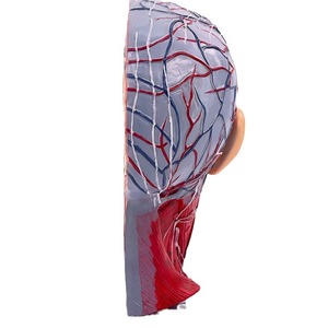 Modèle d'anatomie médicale de tête humaine avec muscles, nerfs et vaisseaux sanguins pour la micro-plastique du nerf facial en chirurgie esthétique - Product Image 5