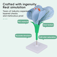 Modèle d'agrandissement de fleur de pois avec ovaires amovibles, pour la dissection des fleurs dicotylédonées, aide pédagogique en sciences médicales et jardinage, en PVC