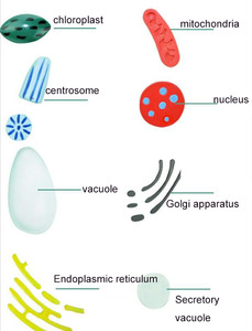 Estudiante aprendizaje Animal planta célula modelo de enseñanza comparativa Animal y planta anatomía célula estructura modelo biología médica - Product Image 6