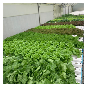 Serres agricoles Hydroponique Gully Agriculture verticale Gouttière Smart Garden NFT Grow - Product Image 3