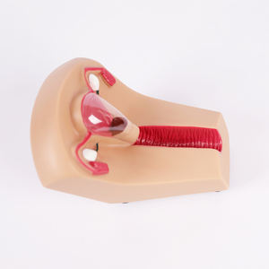 Model pelatihan kontrasepsi dalam rahim wanita untuk sains medis - Product Image 3