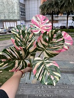 Promo Besar Tanaman Artificial Evergreen 7 Daun Alocasia Monstera Real Touch untuk Dekorasi Rumah Natal Thanksgiving