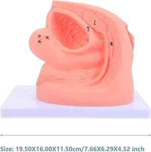 Internal <strong>External</strong> Genital Anatomy <strong>Catheter</strong> Mold Teaching <strong>Kit</strong> Advanced PVC ISO9001 Certification for Medical Education Yulin - Product Image 3