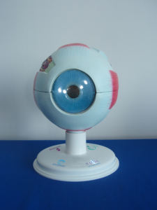 Modello Educativo Avanzato di Vasi Sanguigni e Nervi Umani Ingranditi dell'Occhio e dell'Orbita con Vaso Anatomico dell'Occhio - Product Image 5