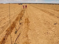 Machine de repiquage d'arbre montée sur tracteur planteur d'olivier multifonctionnel à une rangée approuvée CE machines forestières