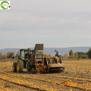הסיטונאי הטוב ביותר באיכות מעולה ללא זרעי טעם צהוב עם מעטפת 25kg/שקית - Product Image 4