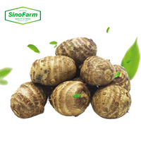 Racine de Taro Fraîche - Taro Nutritif et Délicieux pour la Cuisine et la Pâtisserie