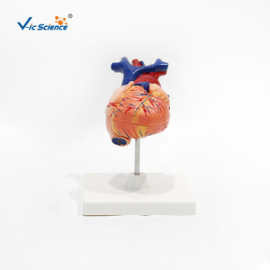 Modèle anatomique naturel de cœur humain de grande taille avec chambres cardiaques détachables - outil pédagogique pour les étudiants en médecine. - Product Image 1