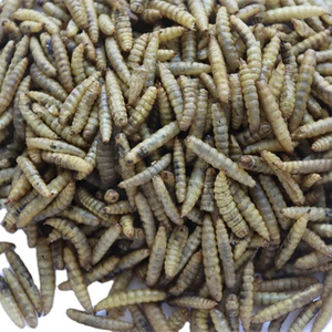 Precios de fábrica, pellets secos para microondas finamente procesados, 100% proteínas naturales, comida para mascotas, piel y abrigo, <span class=keywords><strong>gusanos</strong></span> <span class=keywords><strong>gordos</strong></span> para la salud - Product Image 1