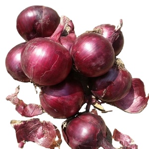 Oignon frais pour cornichons, haute qualité, export - Product Image 1