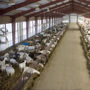 China Yinong Offers Goat Shelters, Sheep Sheds, And Bird-Proof Purlins For Effective And Secure Animal Housing.