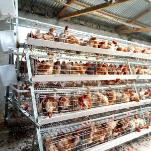 Batterie de poules pondeuses galvanisées <span class=keywords><strong>pour</strong></span> élevage d'œufs de volailles poules cages d'élevage 96/120/128/160 Capacité de ponte d'oiseaux Vente en Inde - Product Image 6