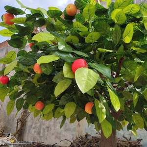 Arbre artificiel décoratif de type bonsaï <span class=keywords><strong>en</strong></span> forme de pomme, vente chaude 2025, pour extérieur, tronc <span class=keywords><strong>en</strong></span> acier, pots <span class=keywords><strong>en</strong></span> plastique PE et fibre de verre pour jardin domestique - Product Image 6