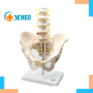 Model anatomi Lumbar dan panggul PVC terlaris model tulang manusia Life-Size untuk Latihan Sains & perawat medis - Product Image 1