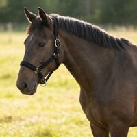 Horshi Muserolle de sécurité pour cheval, ajustable, rembourrée en polaire, en nylon, pour l'équitation