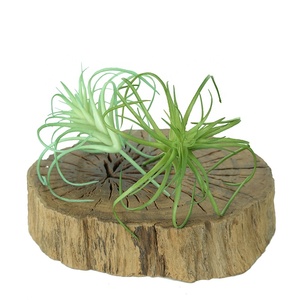 <span class=keywords><strong>Vendita</strong></span> della fabbrica di plastica succulenta falso Tillandsia <span class=keywords><strong>piante</strong></span> artificiali per la decorazione della casa - Product Image 4