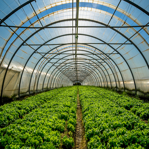 Agriculture/farm/multi-span/single-span/tunnel Plastic Film Green House/greenhouse For Vegetables/flowers/tomato/garden