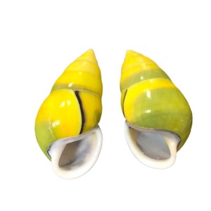 Conchas de concha pulidas de marfil natural Colección de especímenes de zurdos amarillos Cangrejo ermitaño Peces de repuesto para paisajismo - Product Image 2