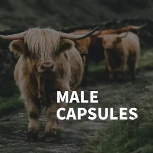 อาหารเสริมสมุนไพรเพิ่มพลังงานสำหรับผู้ชาย OEM/ODM แบรนด์ส่วนตัว สูตรเฉพาะ บำรุงสมรรถภาพทางเพศและเพิ่มความอุดมสมบูรณ์ของเพศชาย - Product Image 4