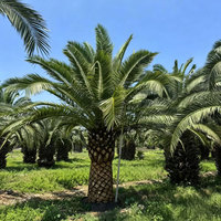 Pemasok Langsung Pabrik Tanaman Hias Nanas Palem Alami, Tanaman Hidup untuk Taman Kota, Lanskap Taman, Palem Kurma Canary, Grosir
