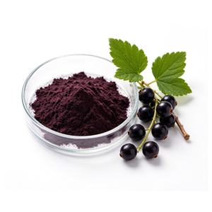Extracto <span class=keywords><strong>de</strong></span> Grosella Negra en Polvo (<span class=keywords><strong>Ribes</strong></span> Nigrum L.), con 5%-10% <span class=keywords><strong>de</strong></span> Antocianinas, 5%-36% <span class=keywords><strong>de</strong></span> Antocianidinas, 5%-90% <span class=keywords><strong>de</strong></span> Polifenoles, Polvo Fino Rojo Púrpura - Product Image 1