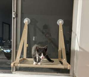 Hamac de fenêtre <span class=keywords><strong>pour</strong></span> chat, intérieur, <span class=keywords><strong>en</strong></span> bois, housse lavable <span class=keywords><strong>en</strong></span> machine, pliable, perchoir de fenêtre <span class=keywords><strong>pour</strong></span> chat - Product Image 5