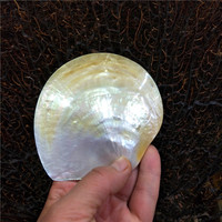 Vente directe d'usine Coquille naturelle polie noire et jaune en nacre de 11 cm à 14 cm