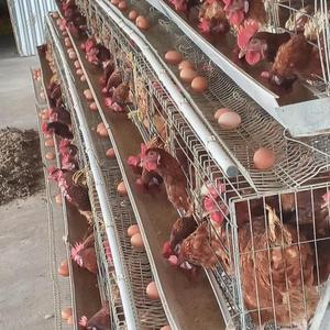 أفضل سعر وأرخص سعر لقفص دجاج آلي بأربعة طوابق من النوع A - Product Image 4