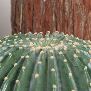 Plantes artificielles Cactus en plastique, Cactus boule, Décoratifs intérieur/extérieur, Fausses plantes vertes tropicales, Haute simulation désertique - Product Image 3