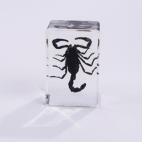 Presse-papiers transparents faits à la main avec spécimens d'insectes, scorpions et autres insectes en résine pour exposition scientifique