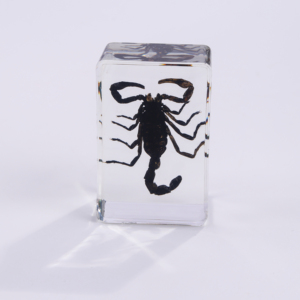 Trong Suốt Handmade Côn Trùng Mẫu Côn Trùng Paperweights Động Vật Bọ Cạp Côn Trùng Trong Nhựa Bug Mẫu Vật Cho Khoa Học Hiển Thị - Product Image 5