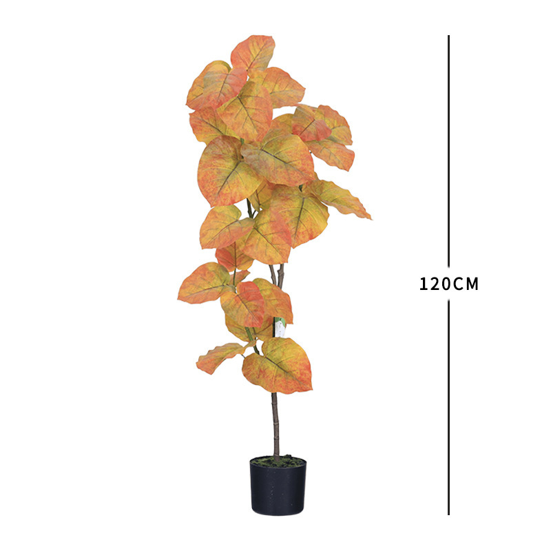 ต้นไทรเงิน (Ficus elastica decora) ฤดูใบไม้ร่วง - สูง 120 ซม.