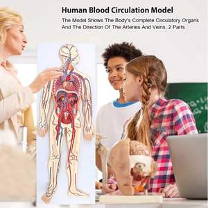 Modelo de <span class=keywords><strong>Sistema</strong></span> <span class=keywords><strong>Circulatorio</strong></span> Sanguíneo Humano para Ciencias Médicas, Modelo de Corazón, Arteria, Vena, Nervio, Vaso, Órgano, Material Didáctico de Anatomía, PVC - Product Image 4