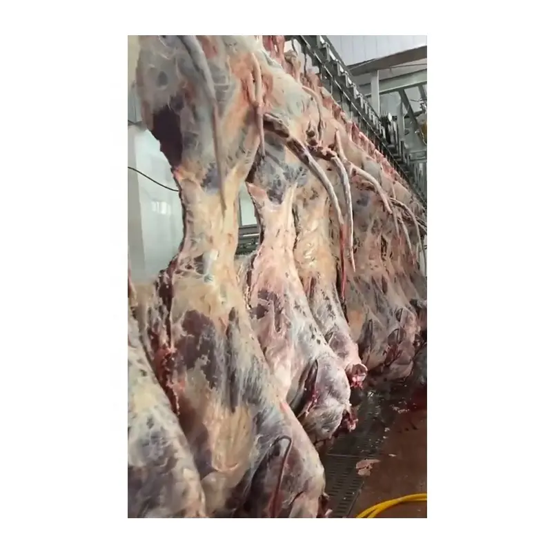 Beef Halal Ritual Cow Abattoirs Machinery Turnkey Slaughter House Line With Cattle Abattoir Equipment