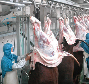 Thiết Bị Abattoir Hoàn Chỉnh Thiết Bị Giết Mổ Thịt Bò 150 Cho Nhà Máy Giết Mổ - Product Image 2