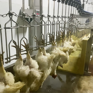 Maisheng - Línea de Sacrificio de Pollos de 500 Aves por Hora, Equipo para <span class=keywords><strong>Mataderos</strong></span> de Aves de Corral, Planta de Procesamiento de Pollos - Product Image 3