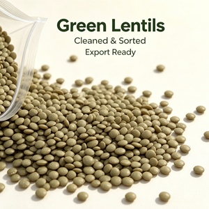 Venta al por mayor de lentejas verdes grandes orgánicas deshidratadas sin OMG de primera calidad con larga vida útil para cocinar y envasar, venta de fábrica - Product Image 3