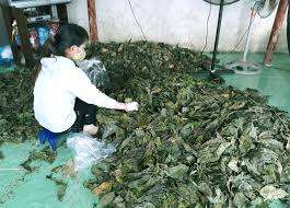 HOJAS DE FRUTA DE NONI SECAS: EXPORTACIÓN SUPERIOR CON ALTA CALIDAD Y BUEN PRECIO DEL PROVEEDOR DE VIETNAM - Product Image 6