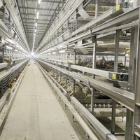 Nouveau poulailler automatique multi-niveaux de type H en acier galvanisé à chaud, cages multifonctionnelles, installation facile, mangeoire/abreuvoir facile à nettoyer
