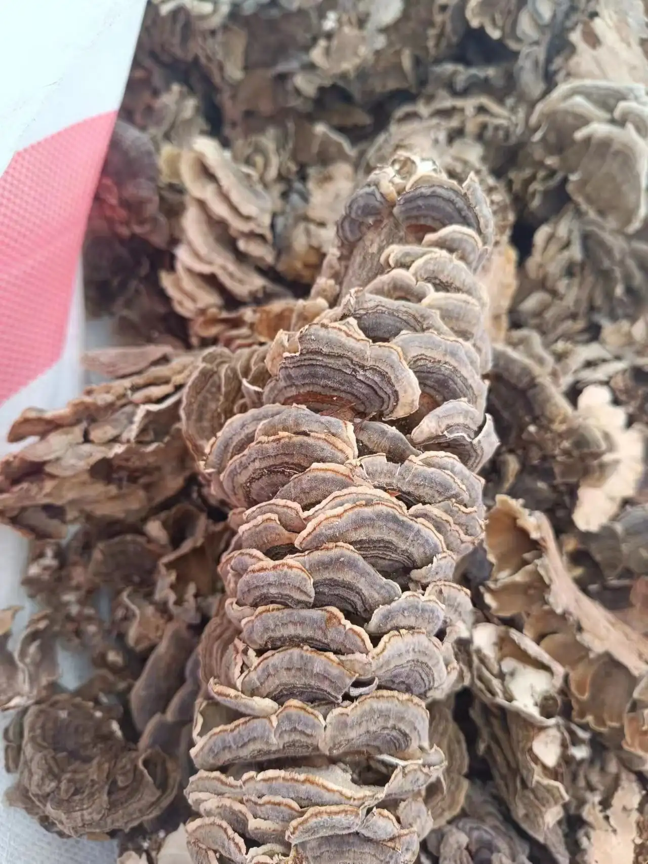 High quality Best-selling wild dried yellow turkey tails