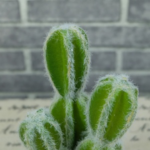 Produit phare : Plantes succulentes cactus d'exportation pour décoration en vase - Product Image 3