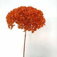 Bloemstukken Planten Echte Anna Hortensia's Langdurig Houdende Eeuwigdurende Ge conserveerde Anna Hortensia's voor Valentijnsdag Bruiloft