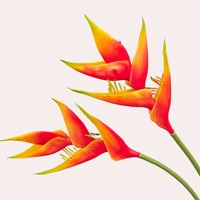 Flor de Piña Artificial Realista al por Mayor, Planta de Bromelia Tropical para Paisajes de Boda, Pedido a Granel Personalizable