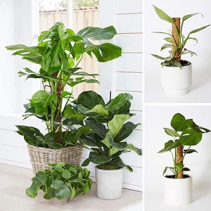 Support de plante déformable écologique à motif vertical classique pour décoration extérieure et intérieure, idéal pour l'hôtellerie - Product Image 1