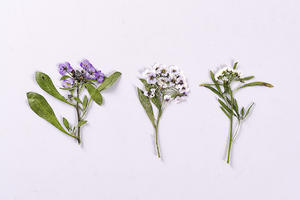 Résine époxy pour Scrapbooking, gaufrage fait à la main, fausse plante naturelle, fleur écologique à pression - Product Image 3