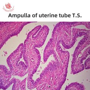 Mikroskop vorbereitete Objektträger des weiblichen Fort pflanzung systems 6 Artikel Eierstock-Folien biologie für pädagogische Zwecke Histologie-Objektträger - Product Image 2